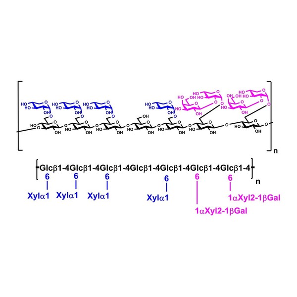 Ksiloglukan (Demirhindi) 3 g · P-XYGLN · Megazyme