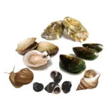 AgraQuant® Yumuşakçalar Test Kiti 48 Kuyucuk